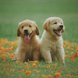 DOGITY - A quality food for your love